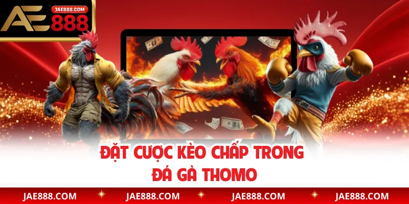 Đặt cược kèo chấp trong đá gà Thomo